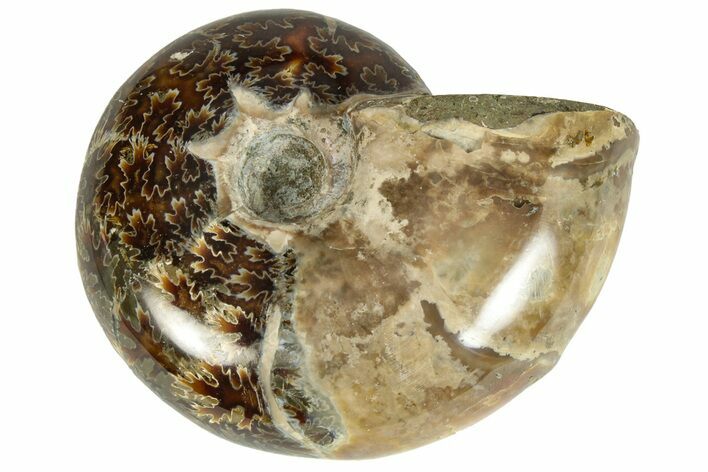 Polished Agatized Ammonite (Phylloceras?) Fossil - Madagascar #230131